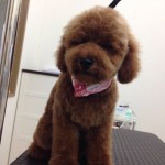 プードル　ロッタちゃん２６７